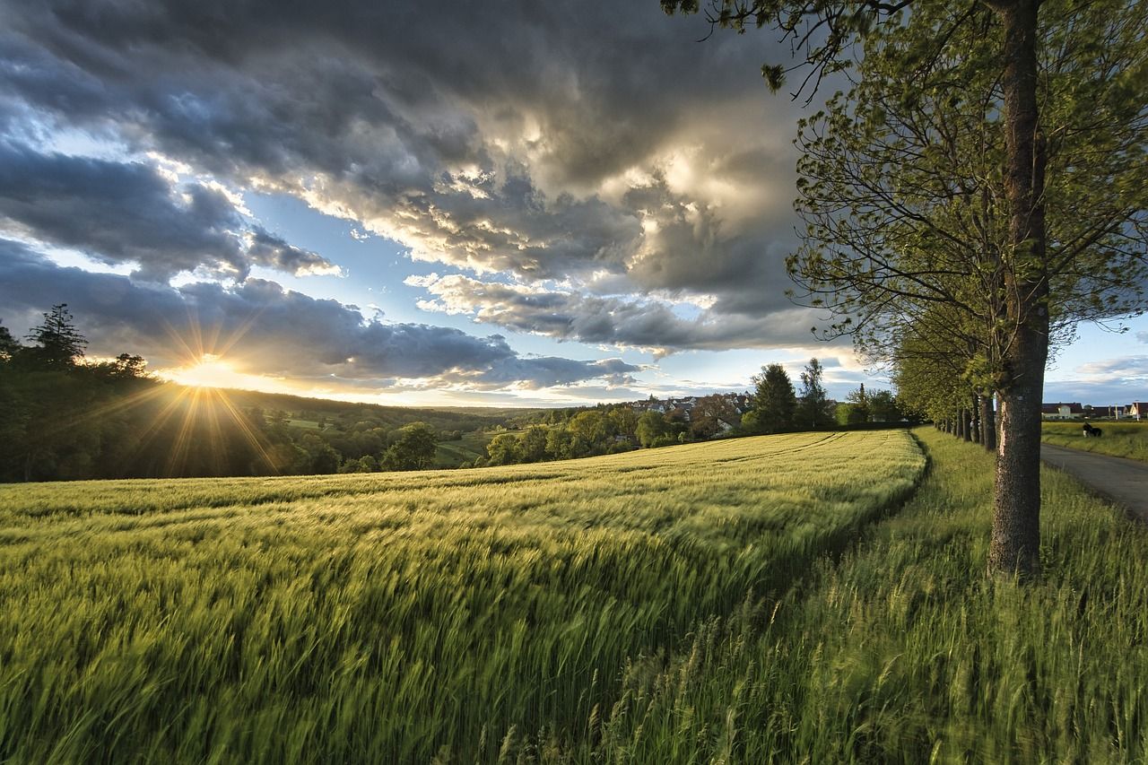 Ein Bild bei dem man einen Sonnenuntergang über einem Feld 