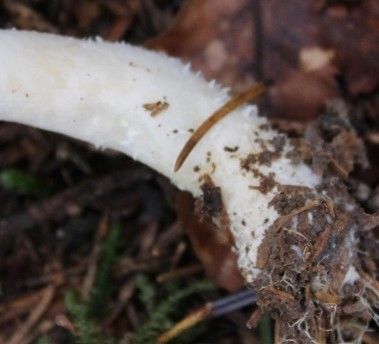 Der schiefknollige Anischampignon ist an der Stielbasis ohne Knolle und hat einen Anisgeruch