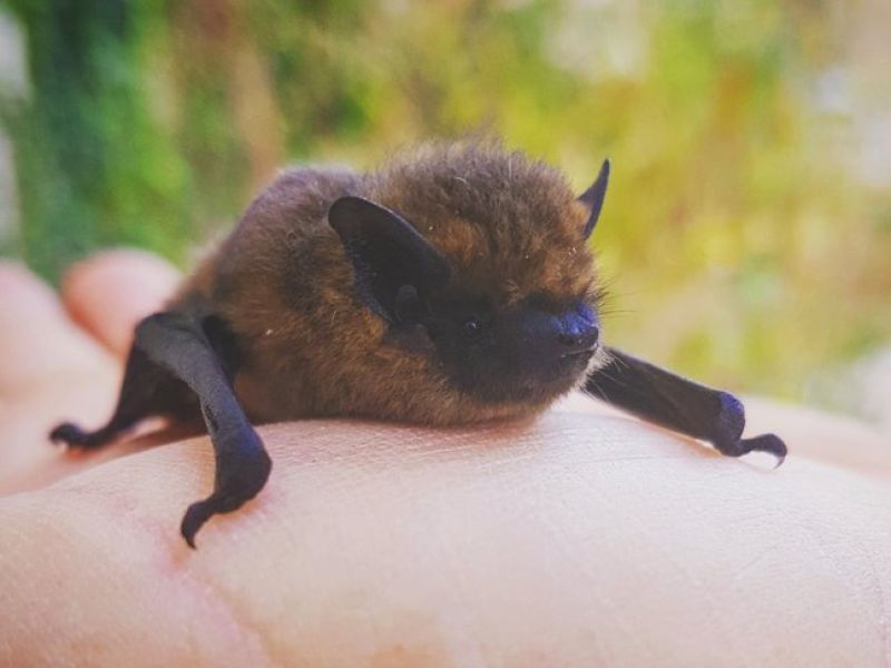 Eine kleine babyfledermaus die Dunkelbraun ist und schwarze Flügel hat sitzt auf einer ausgestreckten Hand. 