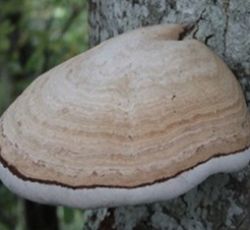 Sie sehen einen Pilz der auf einem Baum wächst