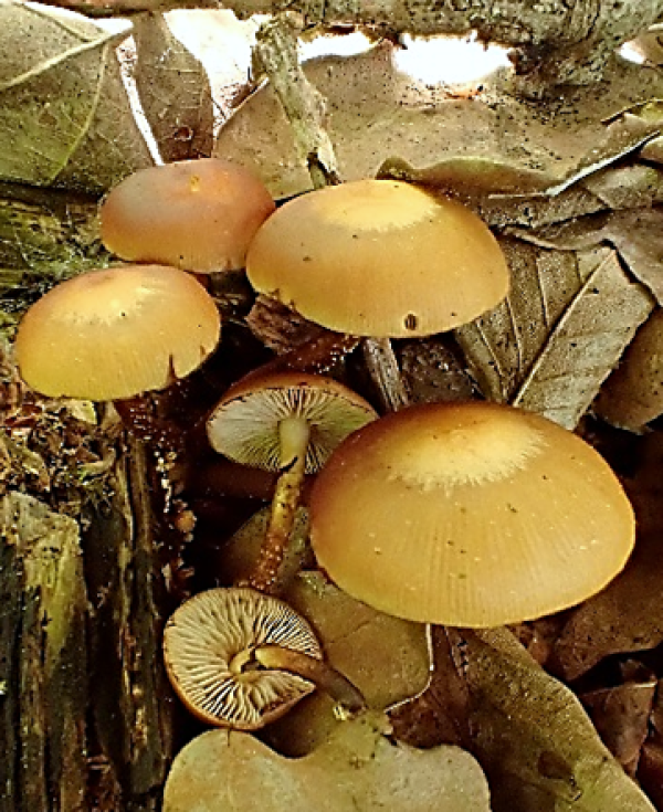 Sie sehen ein Bild mit dem Stockschwämmchen - einen ansammlung an braunen Pilzen im Laub