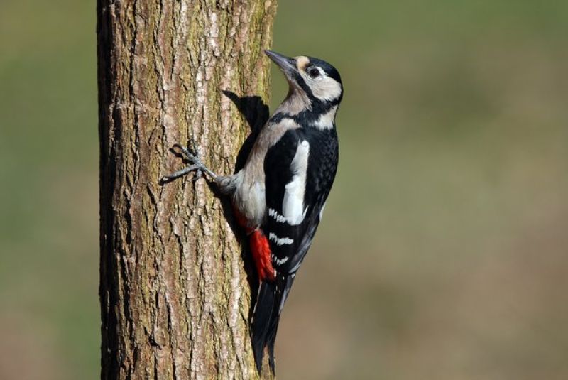 Ein Vogel mit einem weißen Bauch, einer Roten Spitze am Flügel und Schwarzen Flügelfedern sitzt auf einem Baum. - Der Buntspecht 