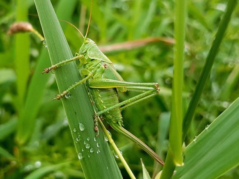 Sie sehen ein Bild mit einer grünen Heuschrecke in der Wiese