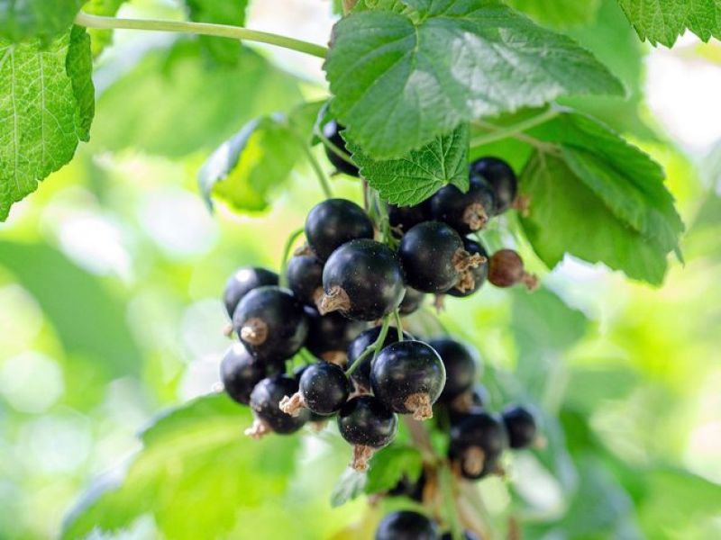 Die schwarze Ribisel trägt ihre Früchte zwischen den Blättern, die dunklen fast schwarzen Beeren hängen an einer Rispe. 