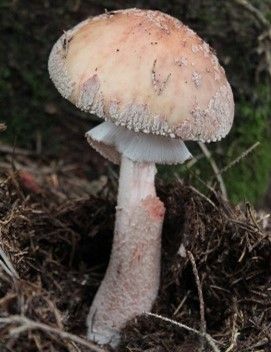 Der Perlpilz färbt sich bei Verletzungen rot die Flocken sind graurosa