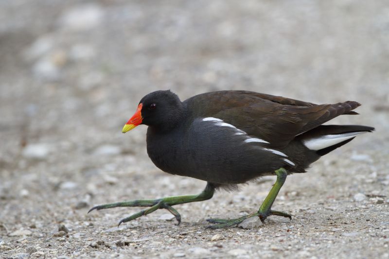 Sie sehen ein Bid von einem Teichhuhn.