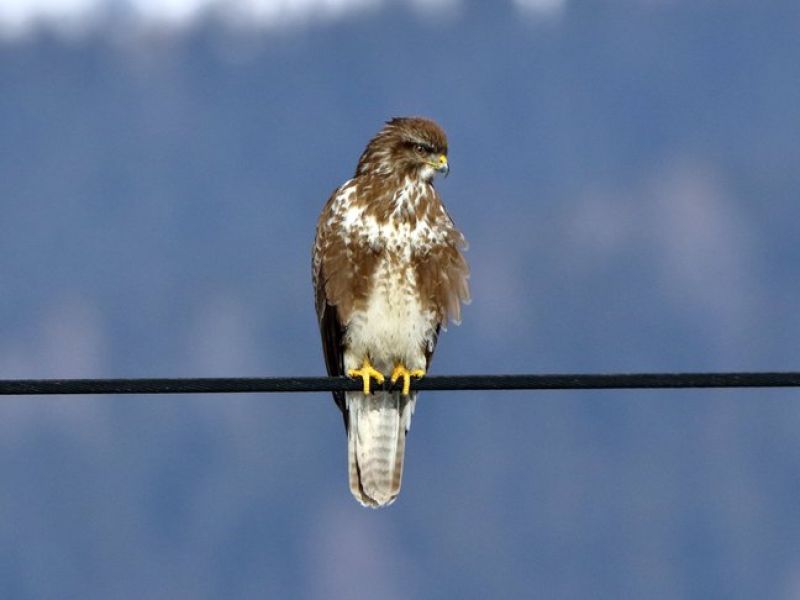 Ein Vogel mit weißen Bauchfedern und Brauene Deckengefieder sitzt auf einem Stromkabel. 