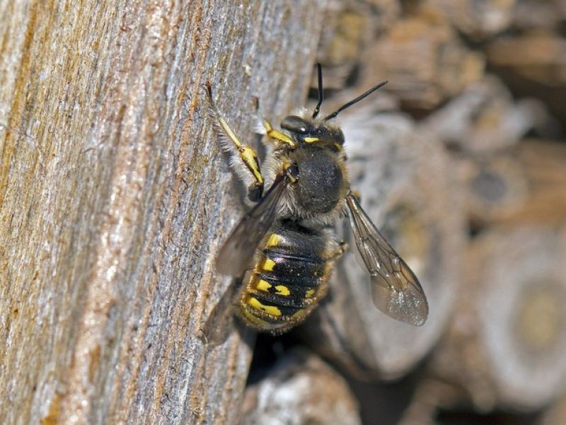 Eine dicke Bienen mit schwarzen Rücken und nur wenig gelben Spränckeln sitzt auf einem Ast. Die beine sind fest behaart.