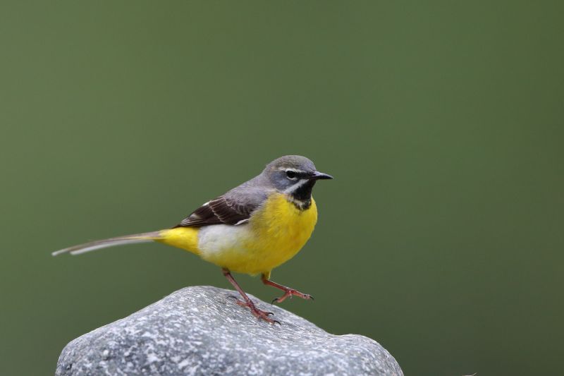 Sie sehen ein Bild  von einer Gebirgsstelze. Sie ist auffällig gelb mit grau weiß, braunen Flecken. 