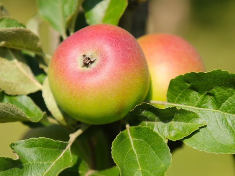 Ein kleiner runder Apfel grün bis rot glänzt in der Sonne. 