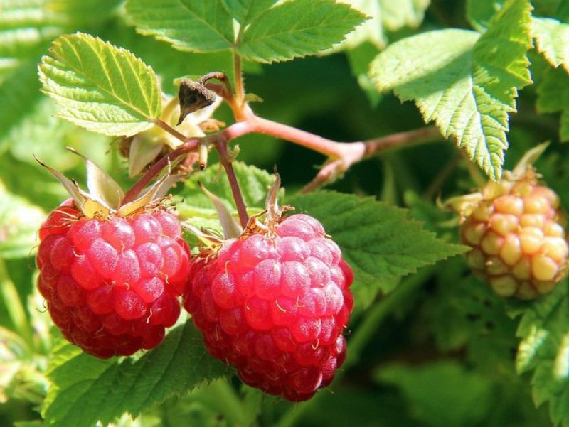 Die Himbeere ist ein Strauch mit vielen Stacheln, die Beeren sind rot und wachsen an den Enden der Äste. 