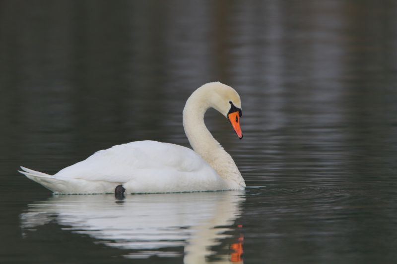 Sie sehen ein Bild von einem Höckerschwan