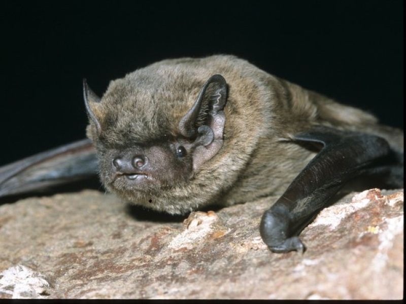 Eine kleine Fledermaus die dunkelbraun bis schwarz ist hockt mit ihren Flügeln auf einem Stein. 