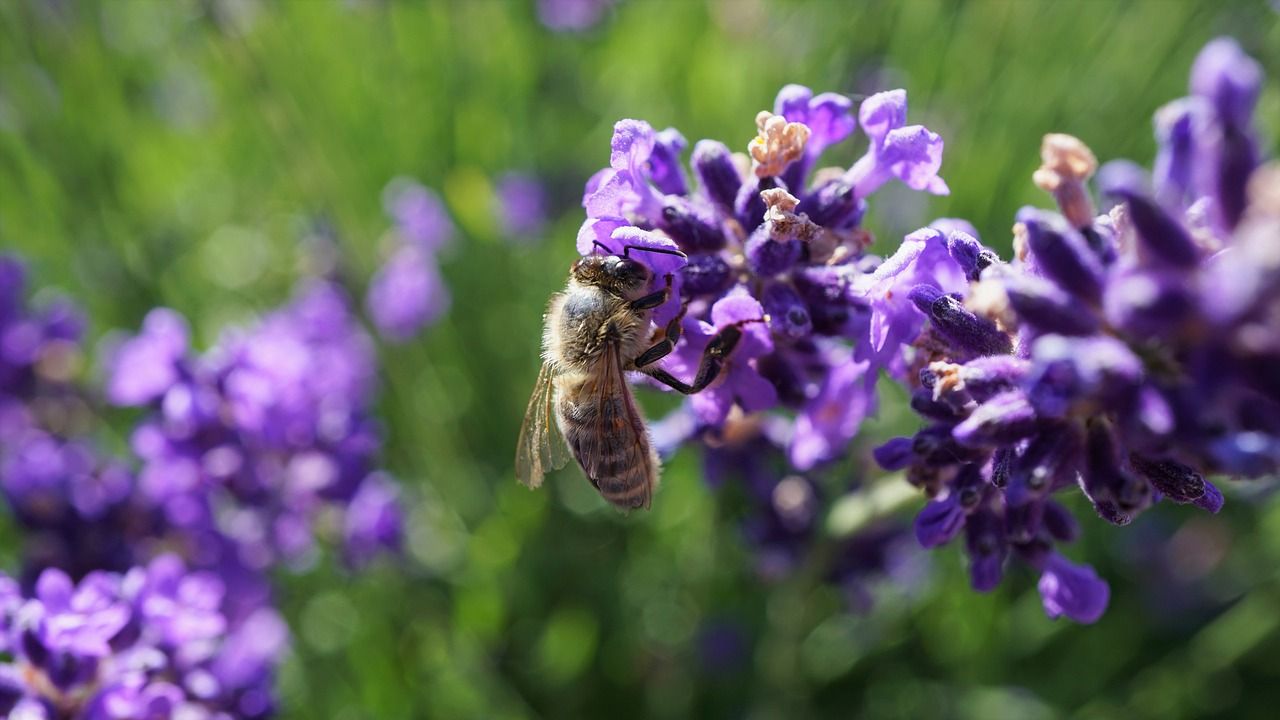 Eine Biene auf einer lilafarbenen Lavendelblüte als Zeichen der Artenvielfalt.