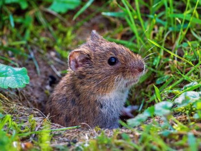 Sie sehen ein Bild mit einer kleinen Feldmaus die aus der Erde schaut