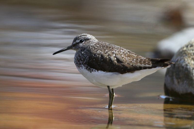 Sie sehen ein Bid von einem Waldwasserläufer