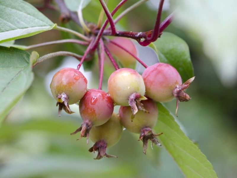 Der Holzapfel gleicht einem normalen Apfelbaum. Seine Früchte wachsen in Dolden und sind kleiner als normale Äpfel. 