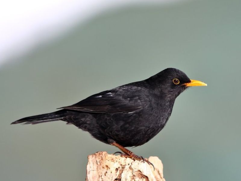 Ein Vogel mit schwarzen Federn und einem orangenen Schnabel sitzt auf einem Zaunpfahl. 