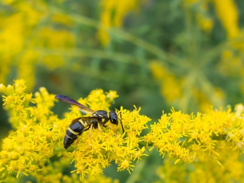 Eine dunkle Wespe mit schwarzen Rumpf und nur wenigen gelben Streiden sitzt auf einer gelben Blüte. 