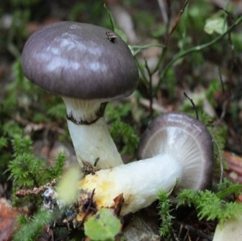 Sie sehen ein Bild mitvon einem Pilz - dem Kuhmaul ein dunkler Hut und eine heller Stamm