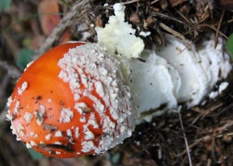 Der Fliegenpilz hingegen hat abwischbare Flocken am Hut Knolle mit Warzenkränzen