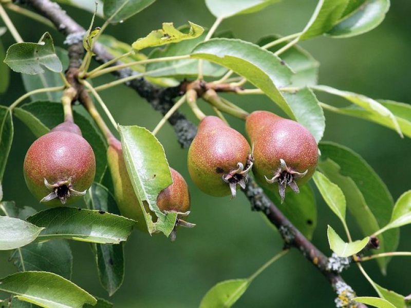 Die Holzbirne ähnelt dem Wachstum von normalen Birnen, die Früchte sind jedoch viel kleiner und hängen gepaart an den Ästen. 