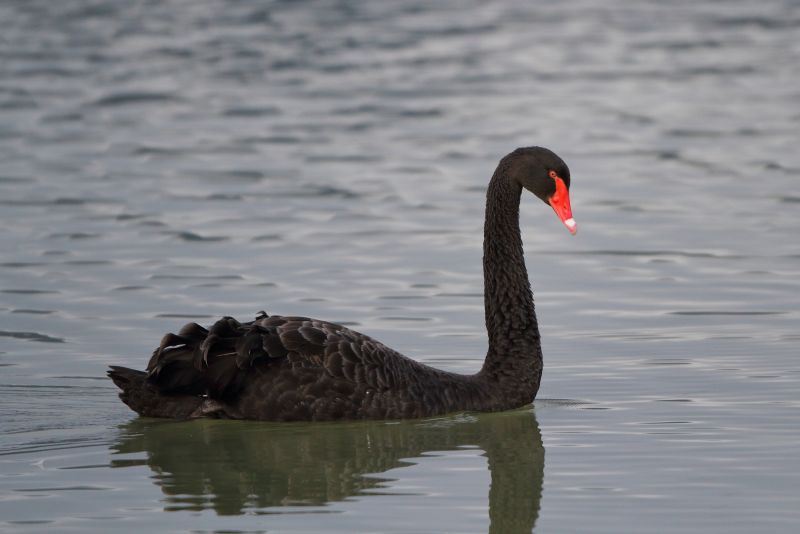 Sie sehen ein Bild von einem Trauerschwan