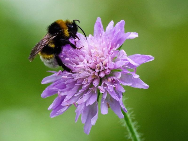 Sie sehen ein Bild mit der Blume - Schusterknopf in lila auf der eine Hummel sitzt