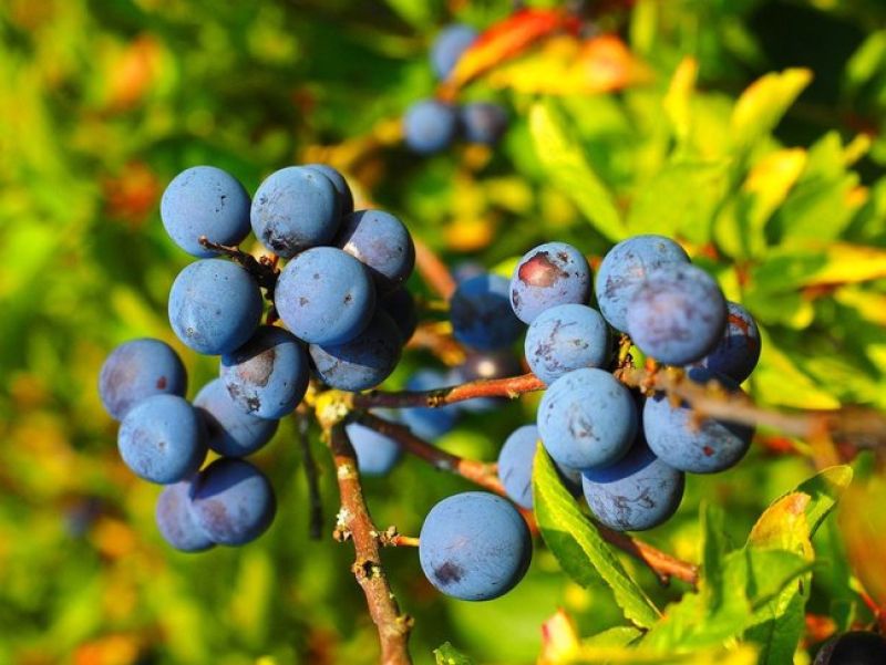 Viele blaue Beeren wachsen auf Dolden auf einem Ast. 