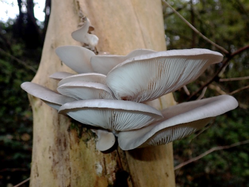 Sie sehen ein Bild vom Austernseitling der als Zersetzer lebt und auf einem Baum wächst