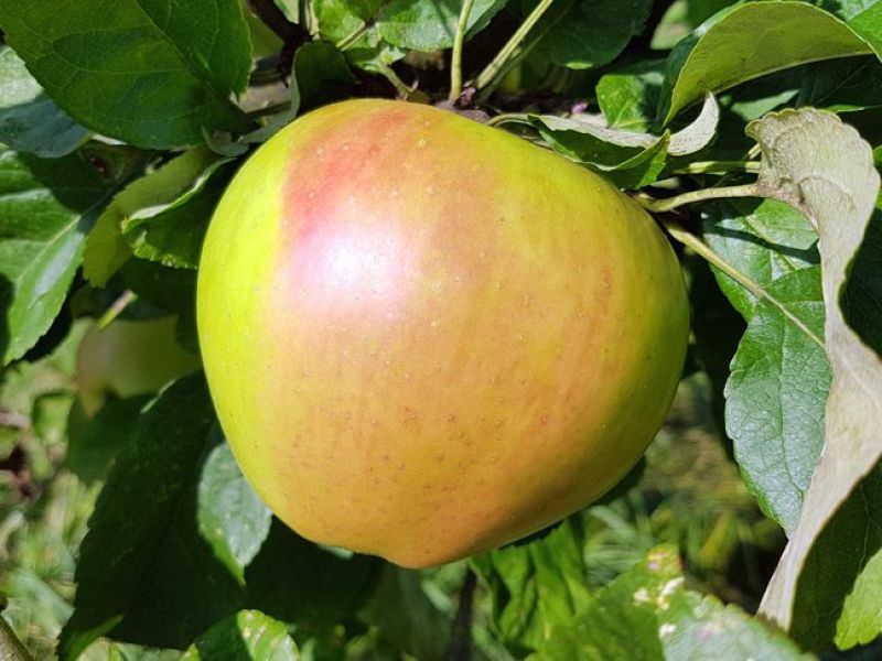 Ein herzförmiger rot, grün und gelb gesprenckelter Apfel an einem Ast. 