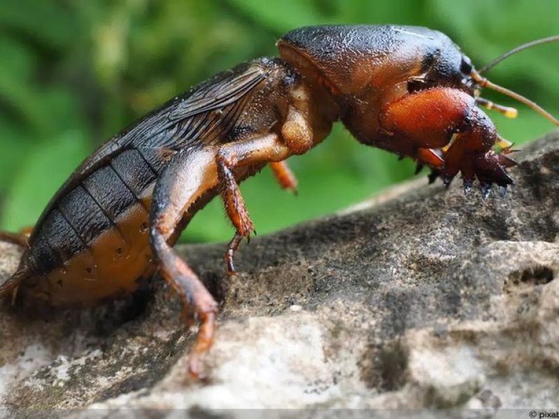 Sie sehen ein bild mit einer Maulwurfsgrille die auf einen Ast hockt. Das Insekt ist braun bis schwarz und wird oft mit dem Aussehen einen Aliens verglichen. 