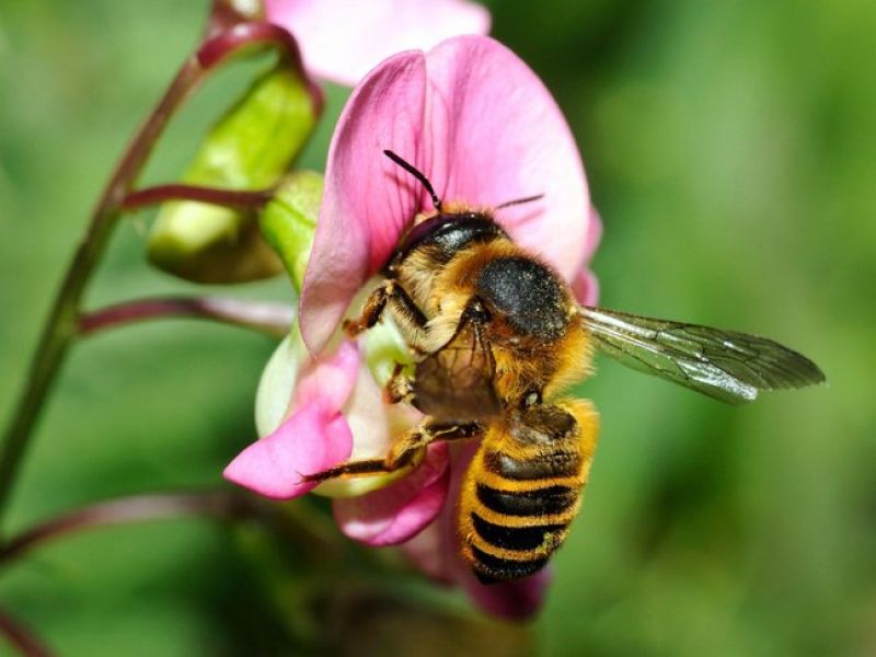 Eine auffallend gelbe Bienen mit dicken schwarzen Streifen sitzt im Blütenstand einer pinken Blume. 