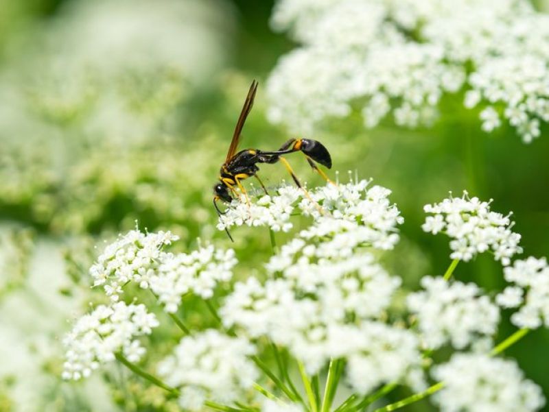 Eine lange dünne schwarze Wespe die im Mittelteil nur mit einem Faden verbunden ist sitzt auf weißen Blüten. 