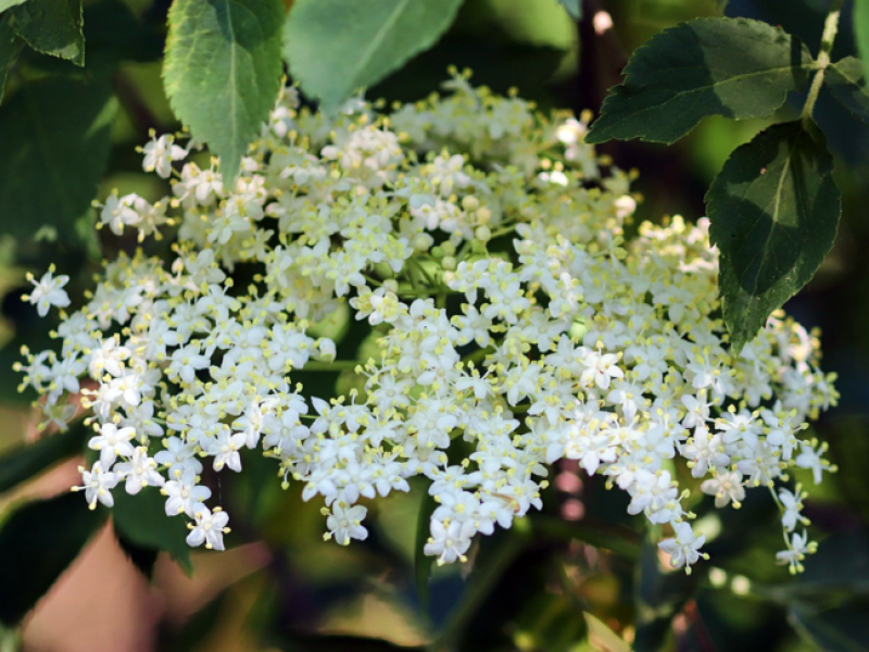 Kleine weiße Blüten mit geleben Blützsnstand wachsen Tellerförmig als Dolde. 