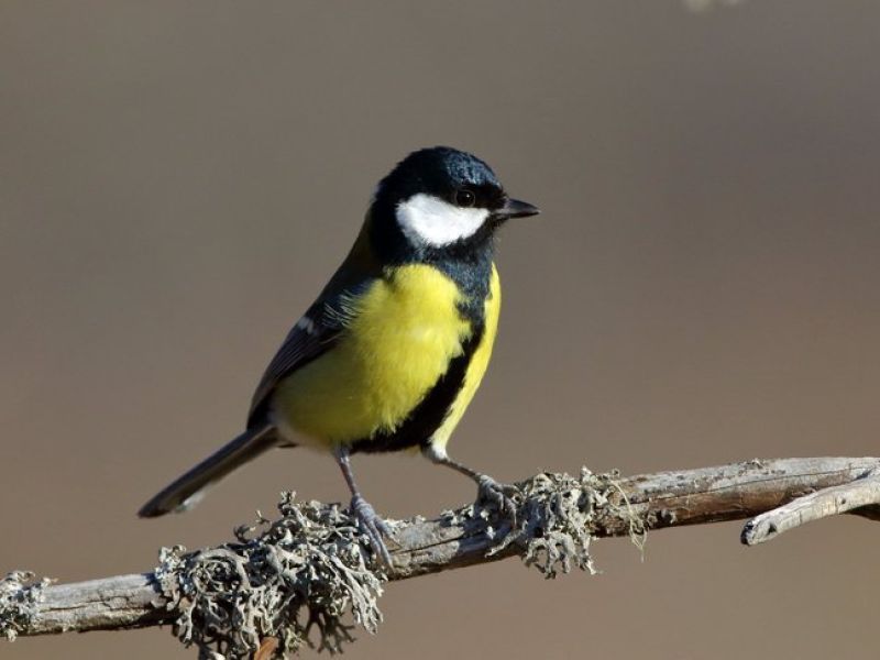 Ein kleiner Vogel mit gelb schwarzen Gefieder sitzt auf einem Ast voller Flechten. 