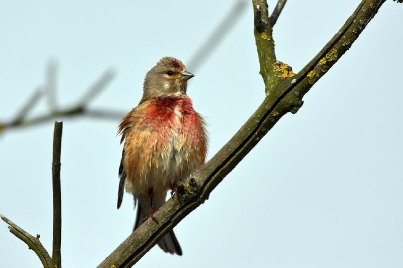 Ein brauner mittelgroßer Vogel mit roten Federspitzen sitzt auf einem Ast. 