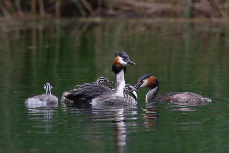 Sie sehen ein Bild mit einer Haubentaucherfamilie