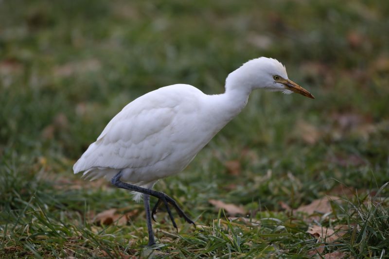 Sie sehen ein Bild mit einem Kuhreiher