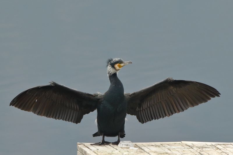 Sie sehen ein Bild von einem Kormoran auf einer Wand mit ausgebreiteten Flügeln. 