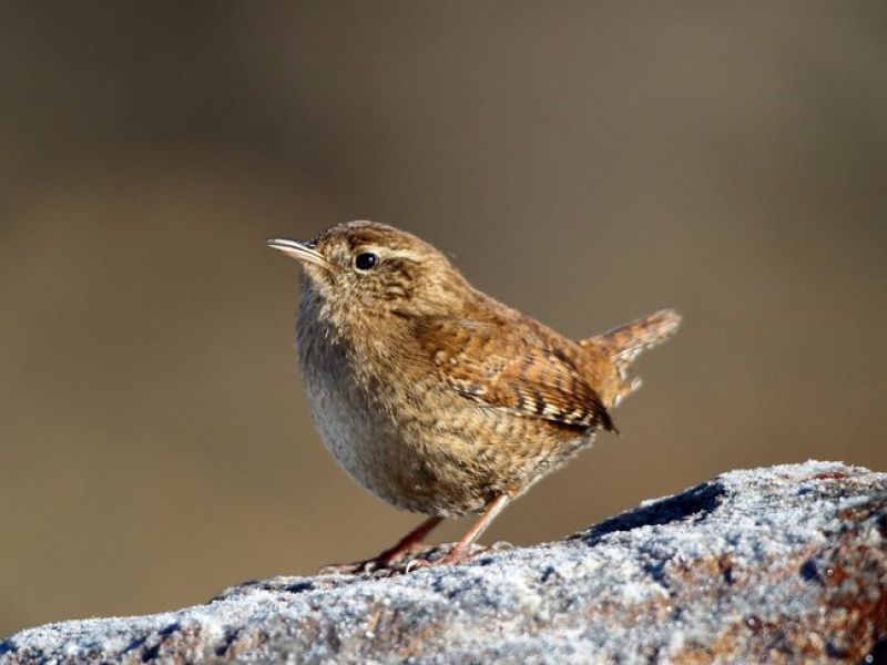 Ein junger brauner Vogel sitzt auf einem Stein. 