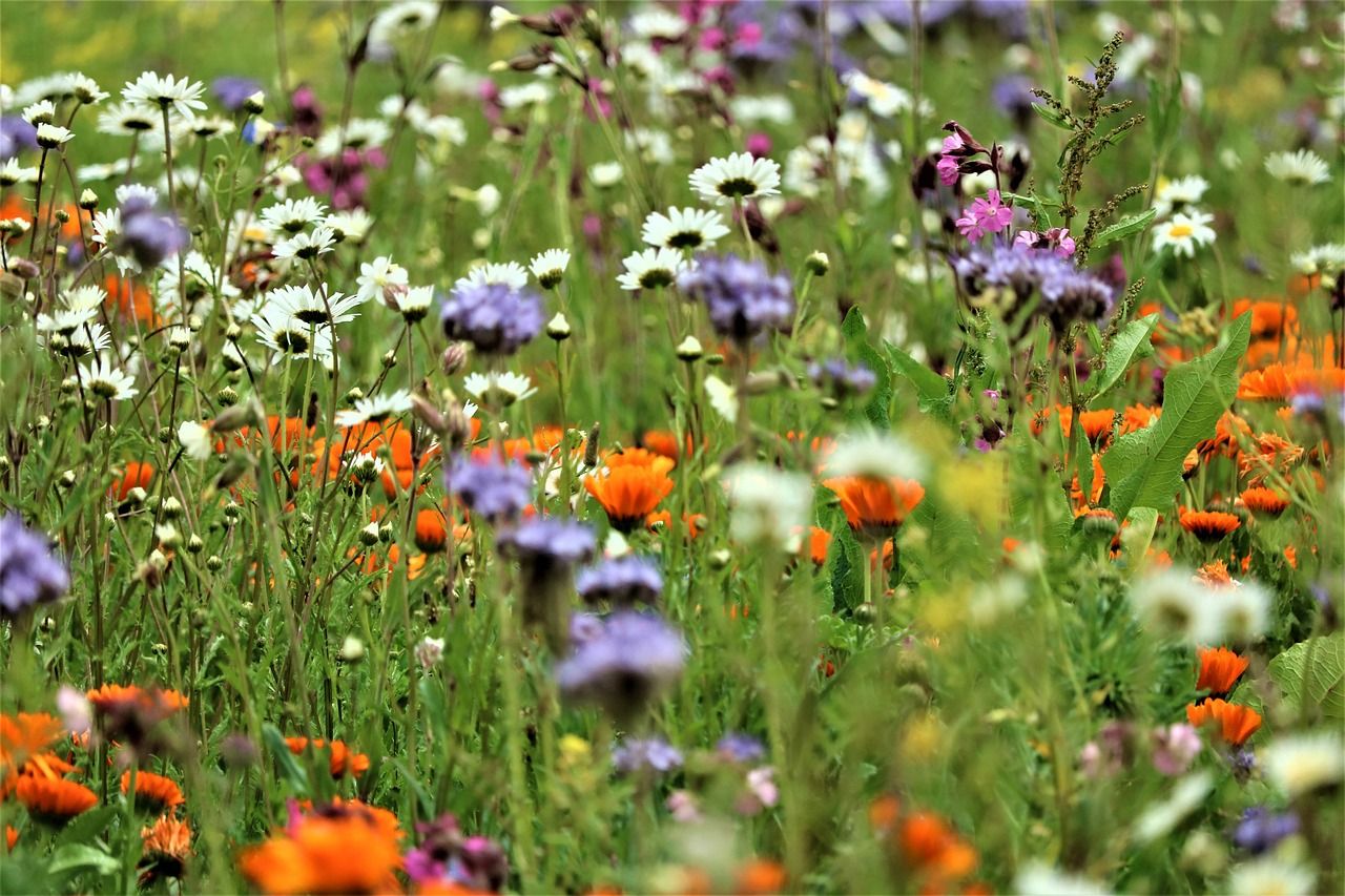 Die Magerwiese wurde dafür angepflanzt, um den Insekten ein zusätzliches Nahrungsquartier zu geben.