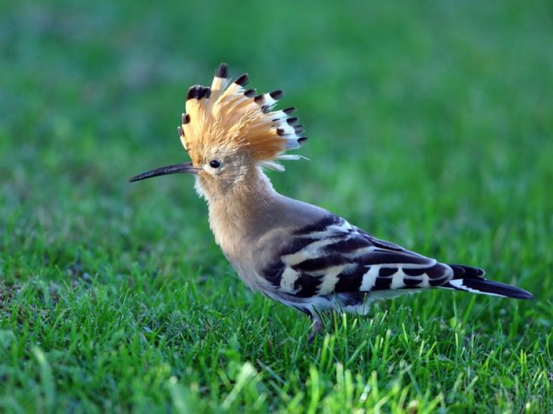 Ein Vogel mit weiß schwarz gestreiften Federn an den Flügeln, einem cremefarbenen Kamm am Kopf mit einem nach unten gebogenen Schnabel sitzt auf einer Wiese. - Der Wiedehopf