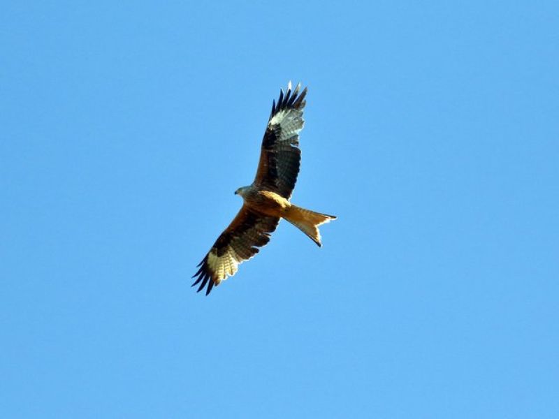 Ein großer Vogel mit ausgespannten Flügeln und einem Schwanz der V-Förmig in zwei Spitzen endet, kreist am Himmel. 