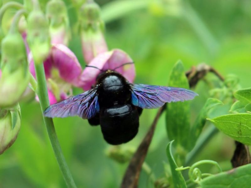 Eine schwarze dicke Bienen mit violetten Flügeln, sammelt Nektar aus einer pinken Blüte. 