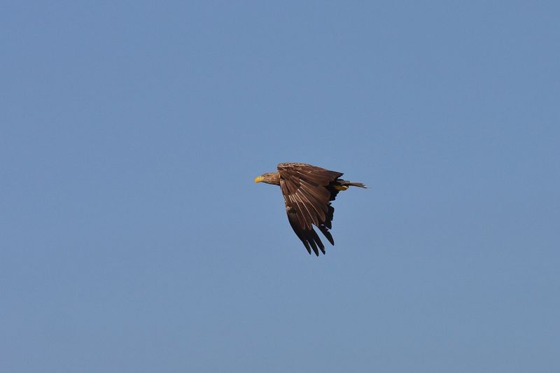 Sie sehen eine Bild von einem Seeadler der sich in den Lüften bewegt. 