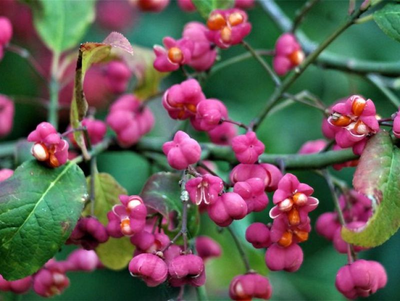 Kleine pinke Blütenblätter mit orangen Blütenständen und kleine grünen Blättern an einem Busch.  