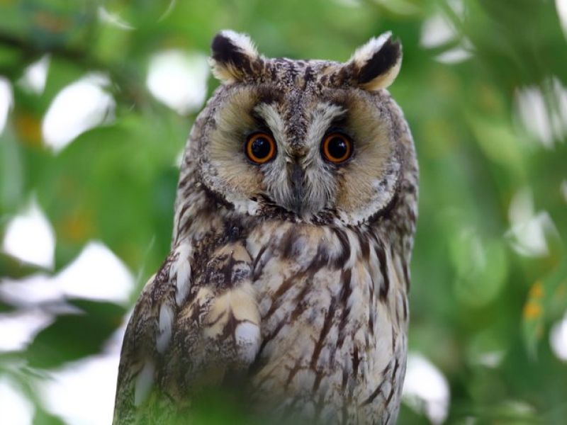 Ein Vogel der Braun Meliert ist und große Orange Augen hat sitzt in einem Ast. Auffällig sind seine beiden Ohren die wie bei einer Katze auf dem Kopf sitzen. 