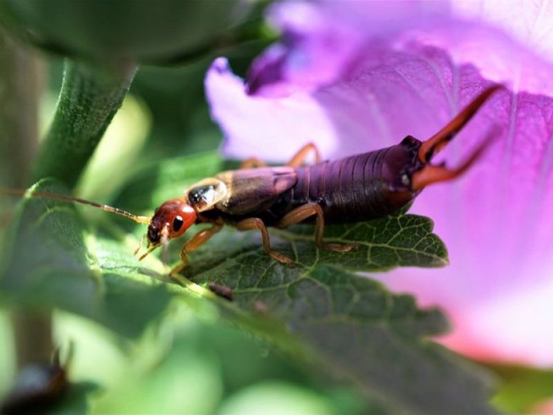 Ein Insekt mit rotem Kopf, schwarzen Panzer und einem V- Förmigen Schwanz sitz auf einer pinken Blüte. 