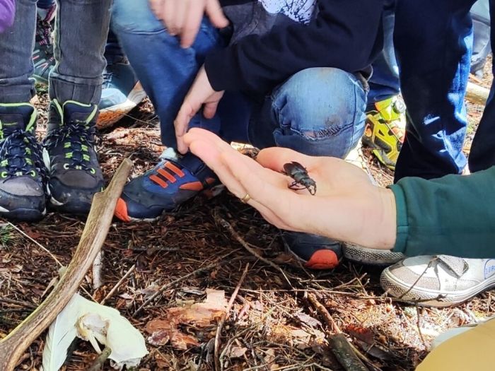 Das Lernen in und von der Natur ist wichtig. Eine Hand, auf der ein Hirschkäfer sitzt, wird den Kindern gezeigt.